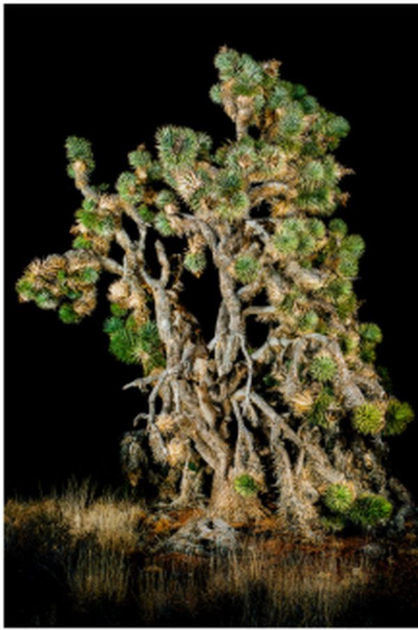 Desert Prophet, Lanfair Valley #6335-4