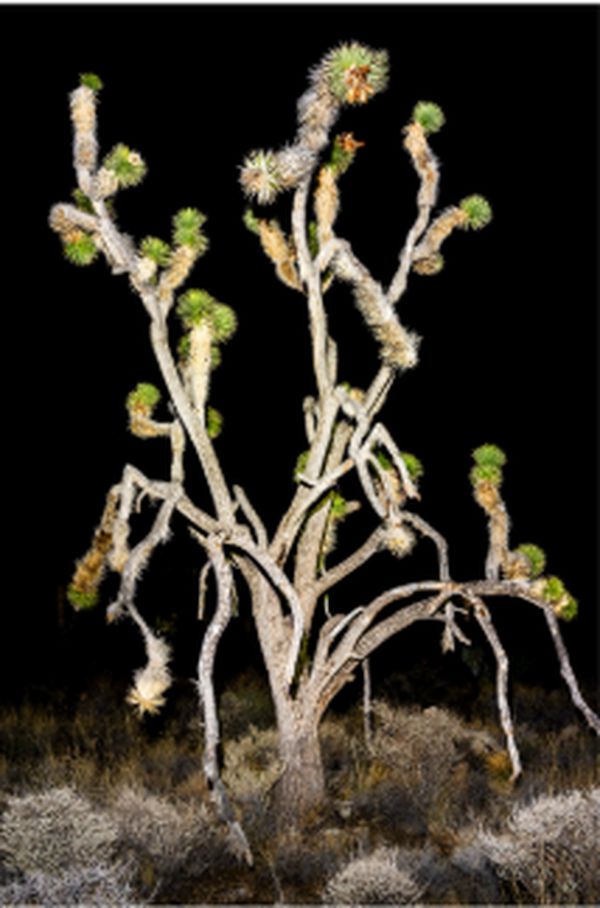 Desert Prophet, Death Valley Mine, #0360