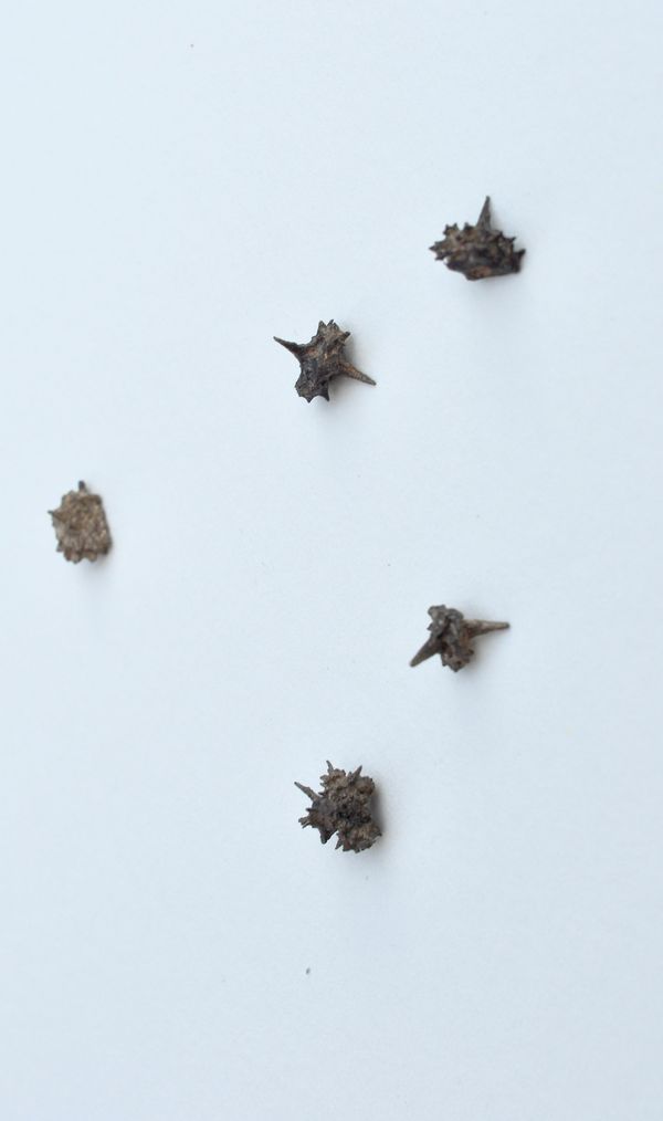 Seed