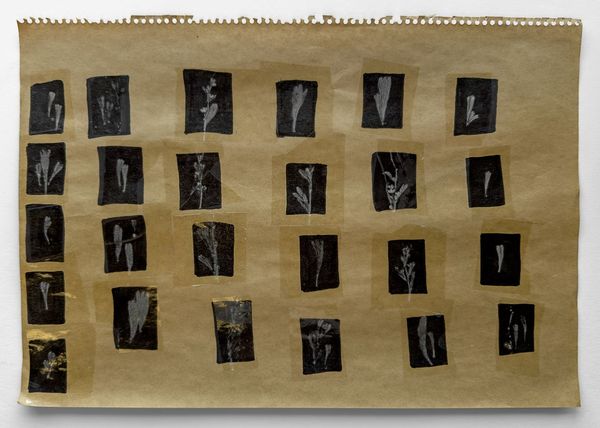 sage, Mono Lake (gm.archive)