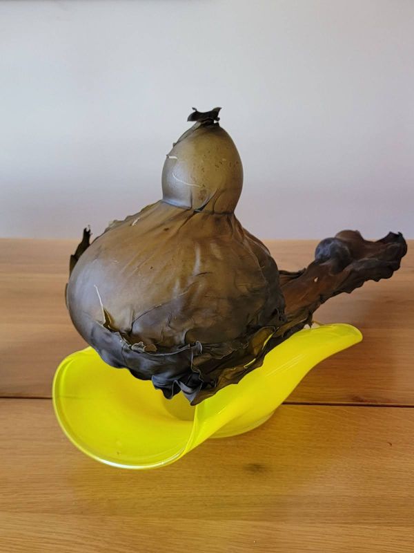 Kelp Skin Gourd